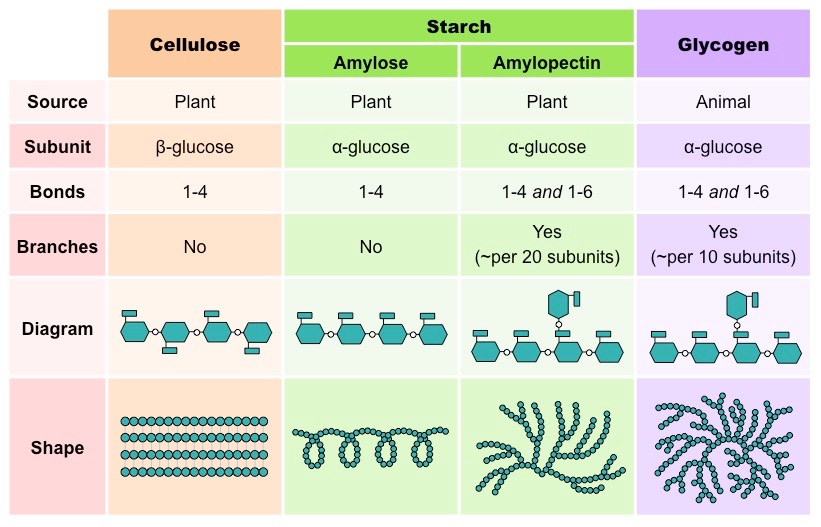 Polysaccharide Analysis