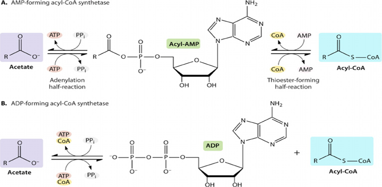 Acyl CoAs Analysis Service