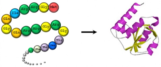 Amino Acid Composition Analysis Service