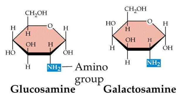 Amino Sugar Analysis Service