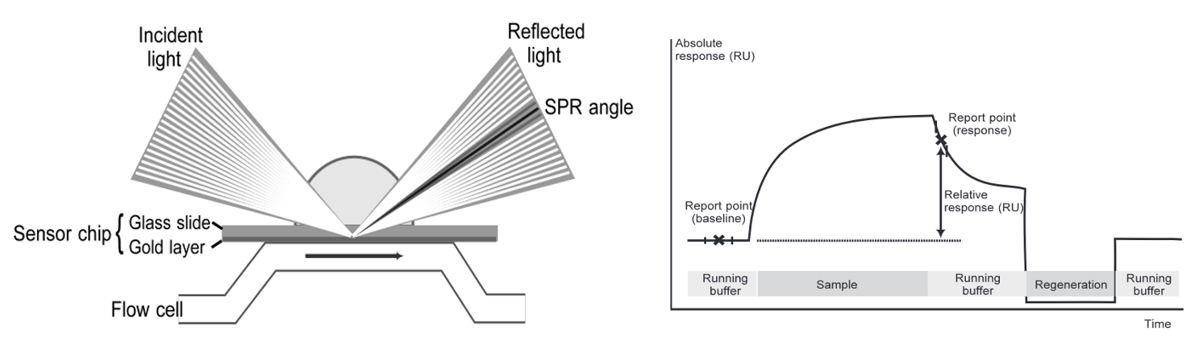 Figure 1. The principle of Biacore (SPR). Schematic representation of a sensorgram curve when the sample solution pass over the sensor surface