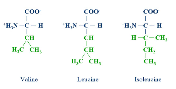 Structure of three branched chain amino acids