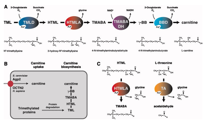 Carnitine Biosynthesis Analysis Service