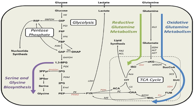 Central Carbon Metabolism Analysis Service