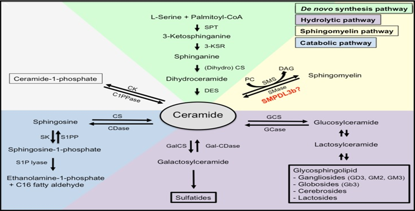 Ceramides Analysis Service