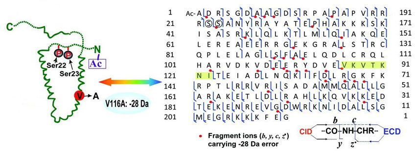 Characterization of Protein Structure