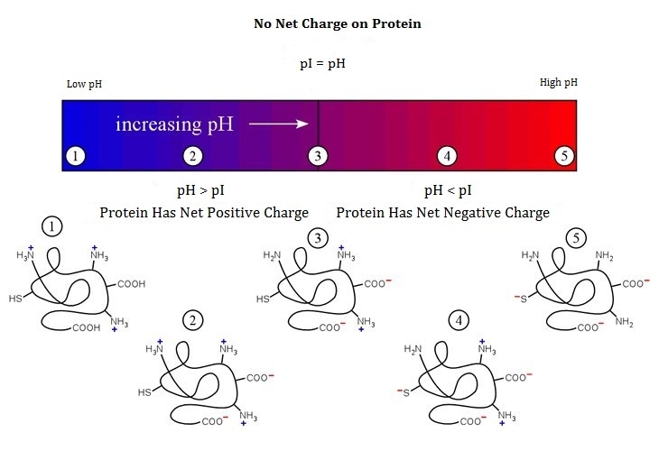 Determination of pI and Charge Variation