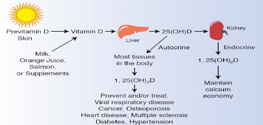 Fat Soluble Vitamins Analysis Service