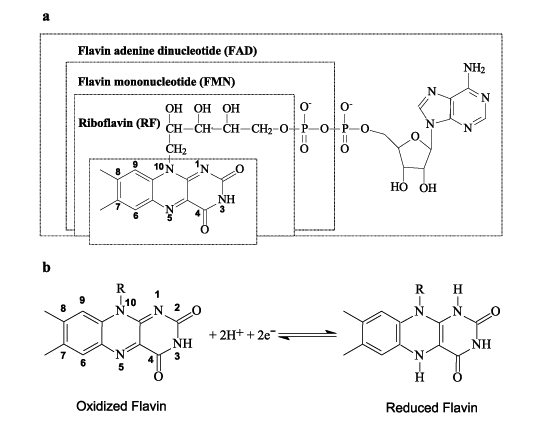 Flavins analysis.