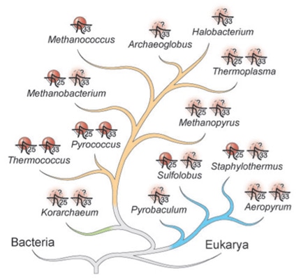 Genome-based Evolution Analysis of Proteins Service