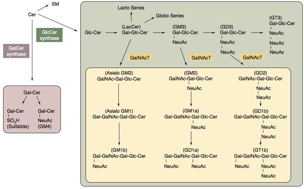 glucosylceramide Analysis Service