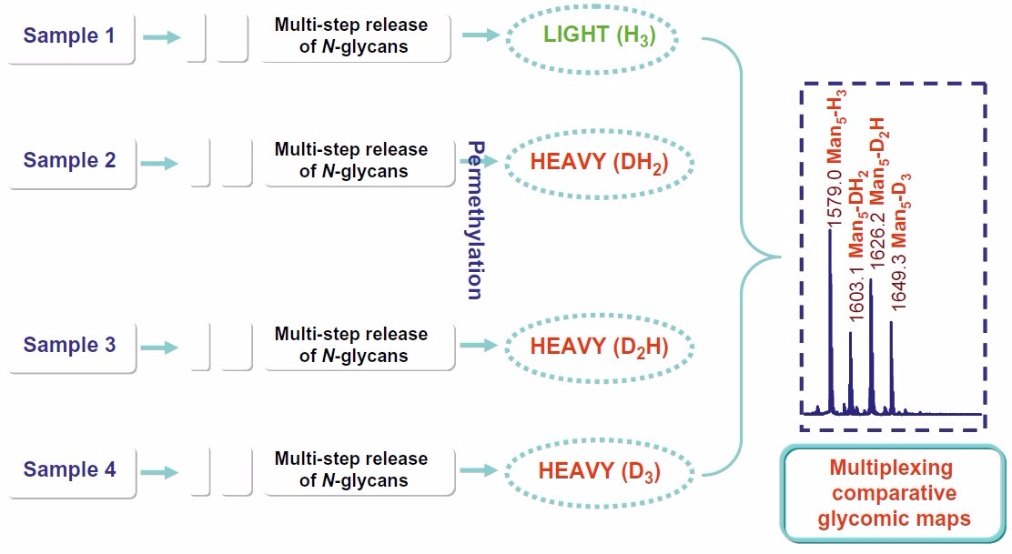 Glycan Quantification