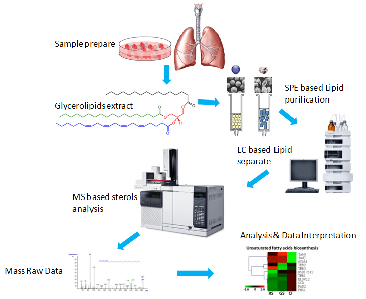 Glycerolipids analysis service