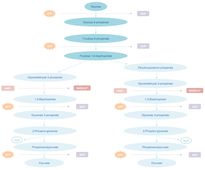 Glycolysis Pathway Analysis Service