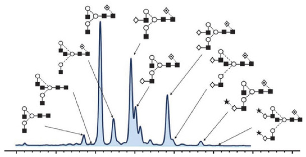 Glycosylation Analysis of Protein