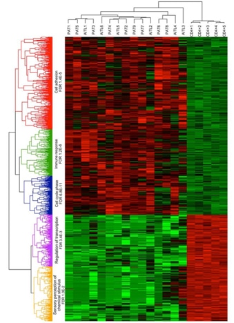 Hierarchical Clustering Service