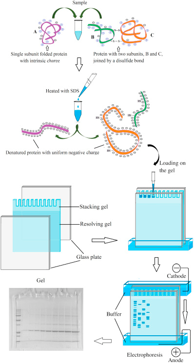 Schematic diagram of polyacrylamide gel electrophoresis