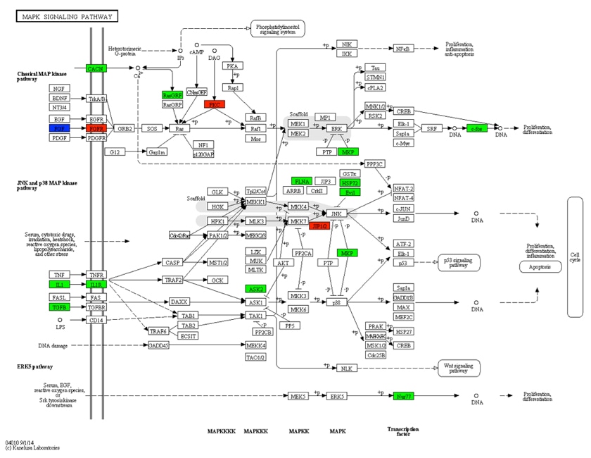 KEGG Annotation Analysis Service