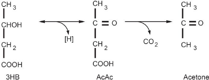 Ketone bodies.