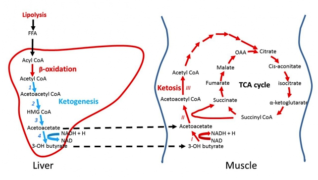 Interplay between ketone body production (ketogenesis) in the liver and ketone body utilization utilization (ketolysis) in non-hepatic tissue such as skeletal muscle.