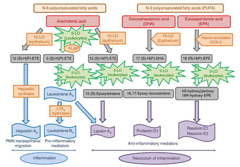 Lipoxygenase Products Analysis Service