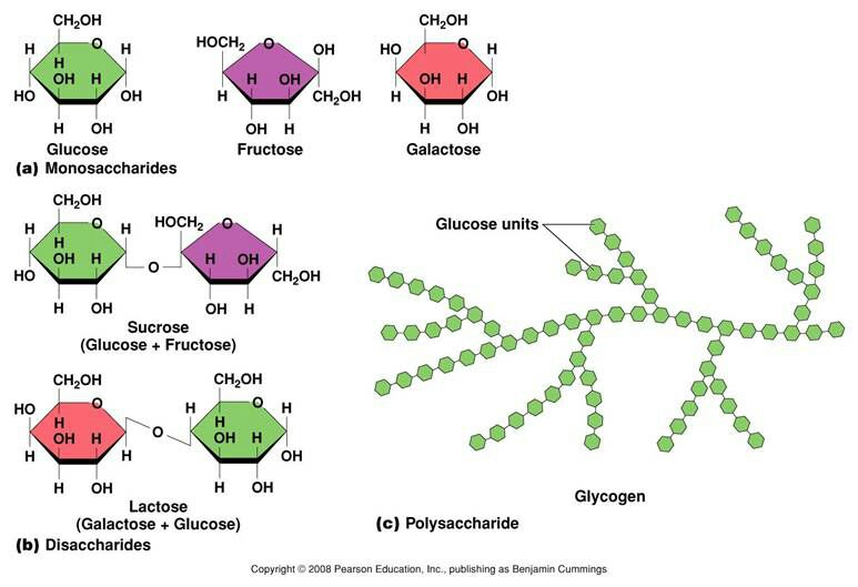 Carbohydrate molecules