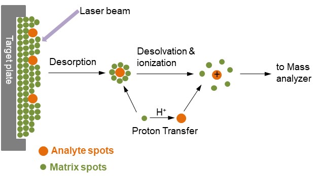 MALDI-TOF Mass Spectrometry