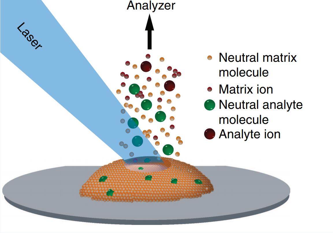 A schematic diagram of MALDI