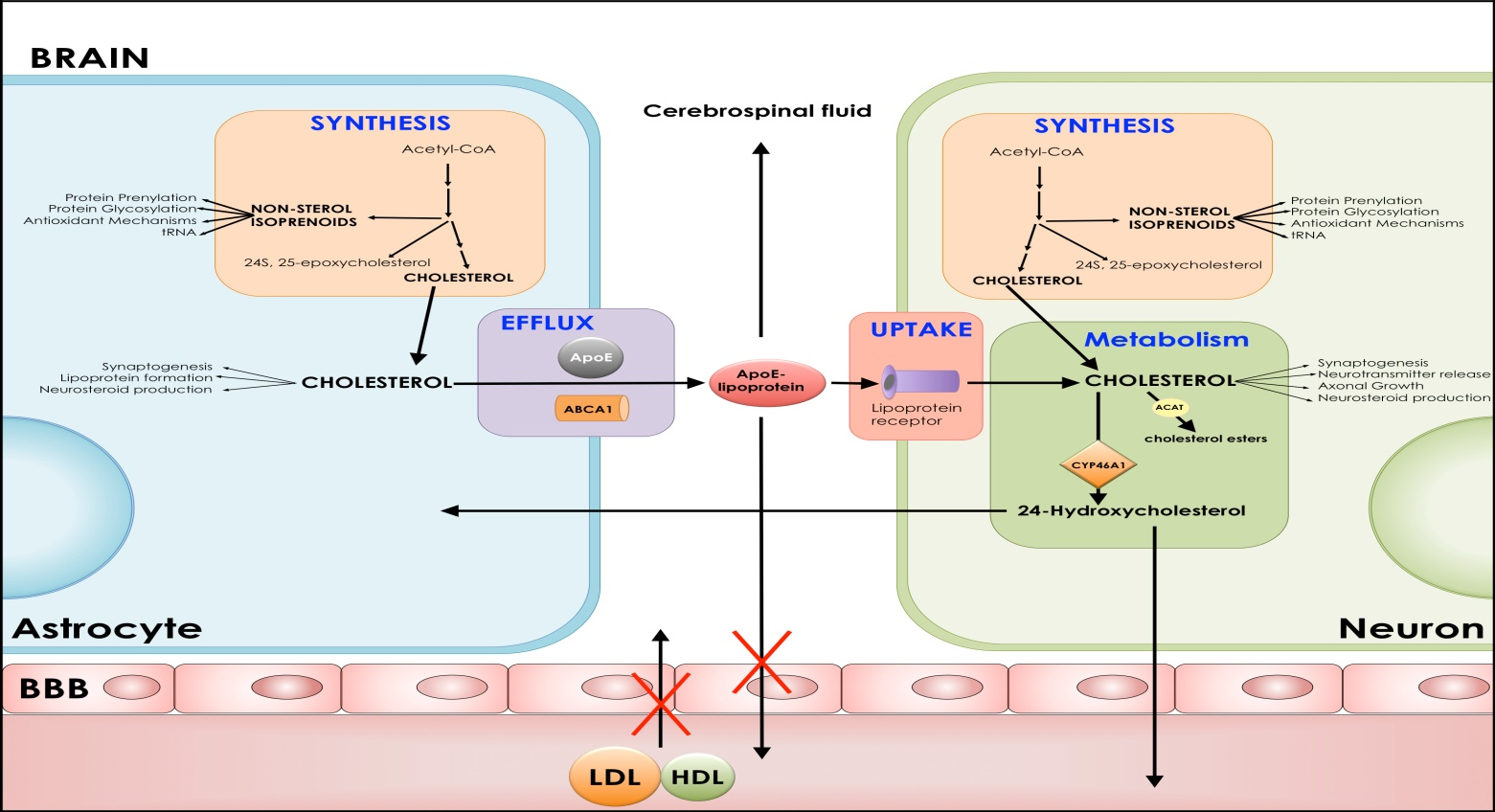 Mevalonate Pathway