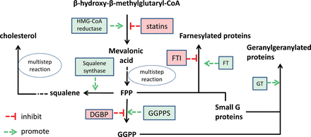 MVA plays important roles  in the biological process.