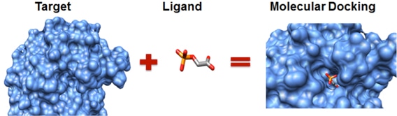 Molecular Docking Service