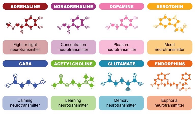 Major Classes of Neurotransmitter