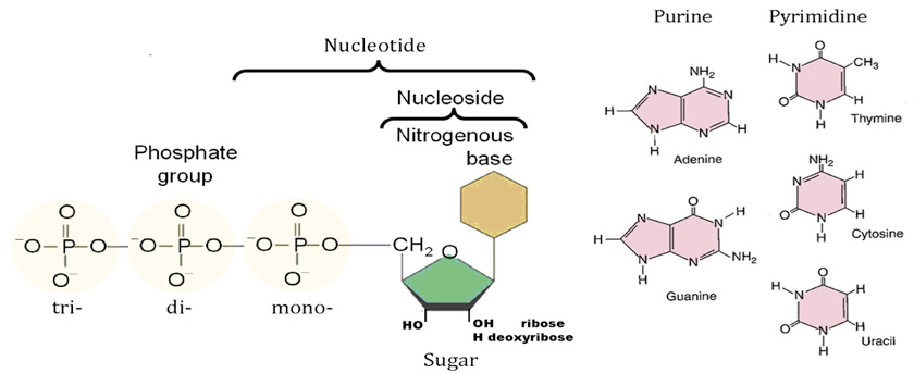 Nucleoside/Nucleotide Analysis Service