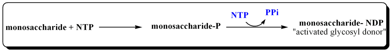 Biological Importance and Energetics of Nucleotide sugars