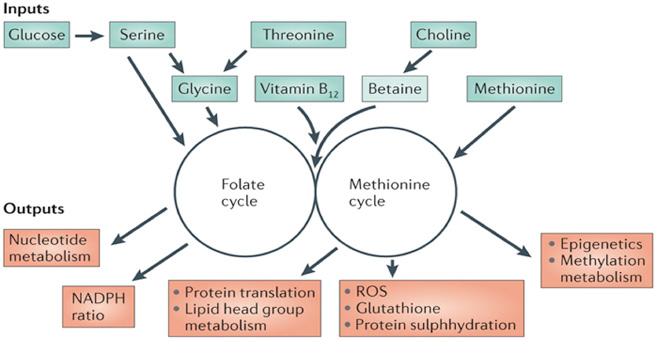 One-carbon Metabolism Analysis Service