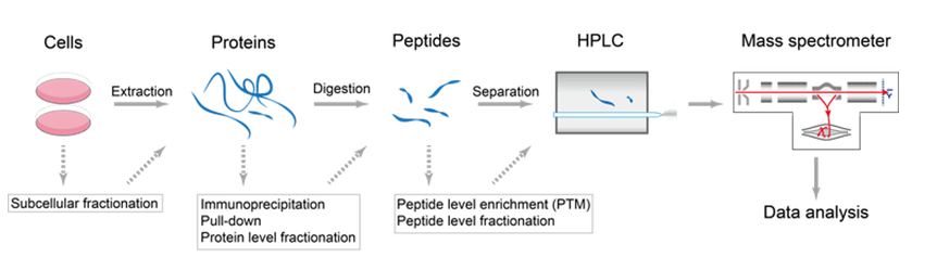 Peptide and Protein De Novo Sequencing by Mass Spectrometry