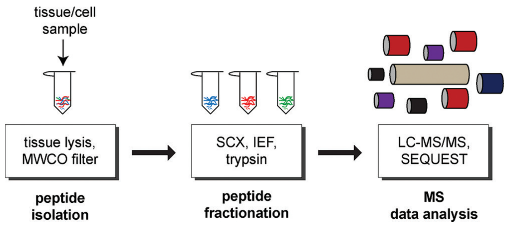 The process of peptidomics analysis