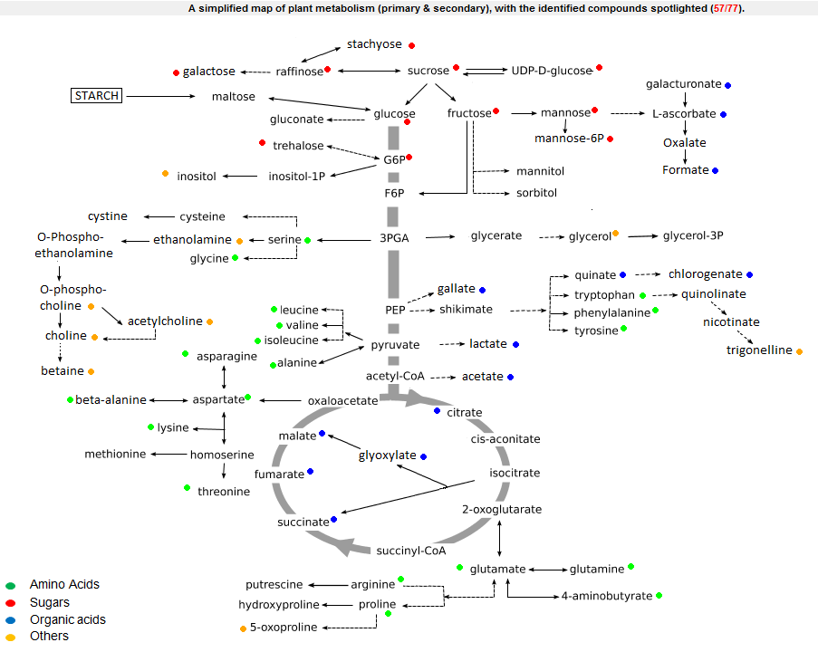 Plant Primary Metabolites Analysis  Service Analysis Service