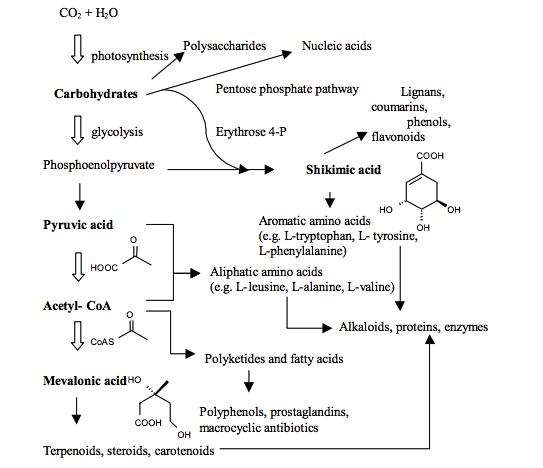 Plant Secondary Metabolites Analysis Service