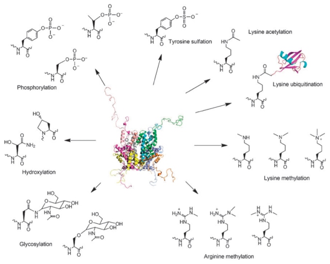 Post-translational Modification Prediction Service