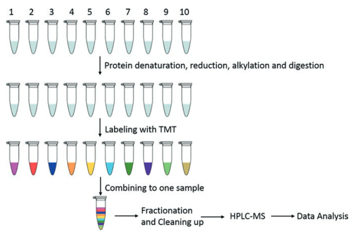 Workflow for relative quantification using 10plex TMT 