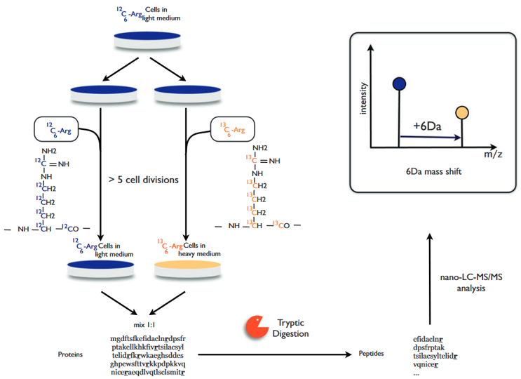 Protein quantification using SILAC