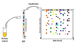 Protein Gel and Imaging Analysis