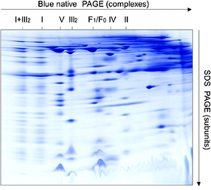 Protein Gel and Imaging Analysis