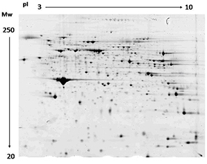 Protein Gel and Imaging Analysis