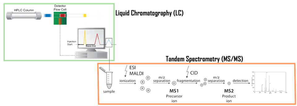 Protein Identification by Tandem Mass Spectrometry