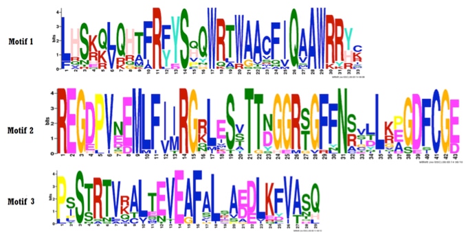 Protein Motif Prediction Service