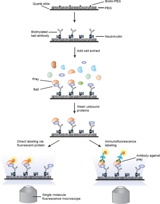 This protocol describes a single-molecule pull-down (SiMPull) assay for analyzing physiological protein complexes