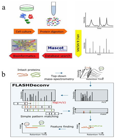 Protein Quantification Techniques and Their Application in Clinical Research