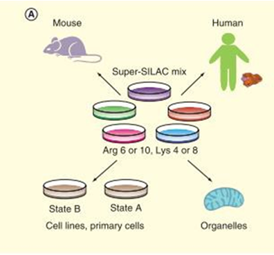 Protein Quantification Techniques and Their Application in Clinical Research